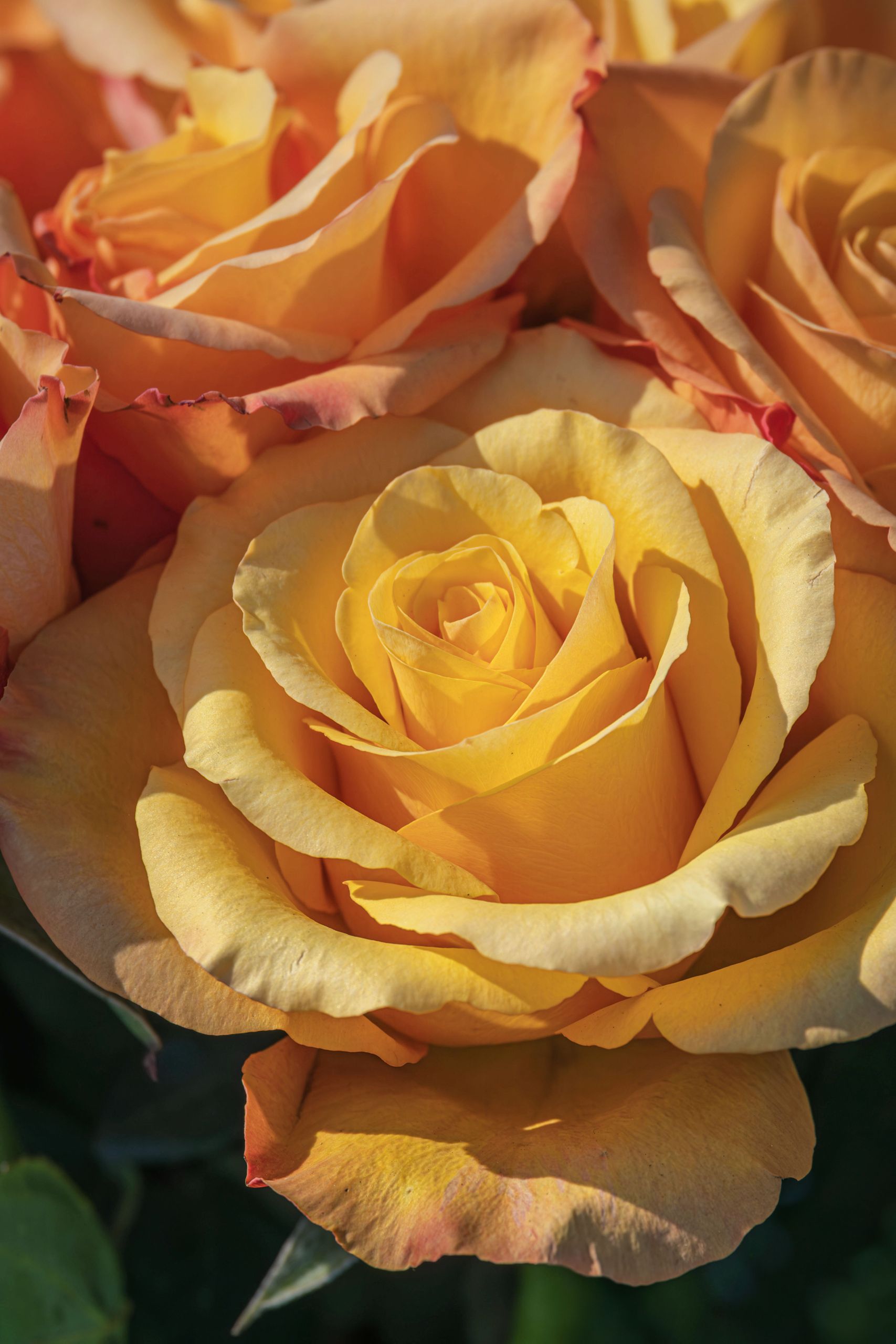 Lebendige Zweifarbige Rosen